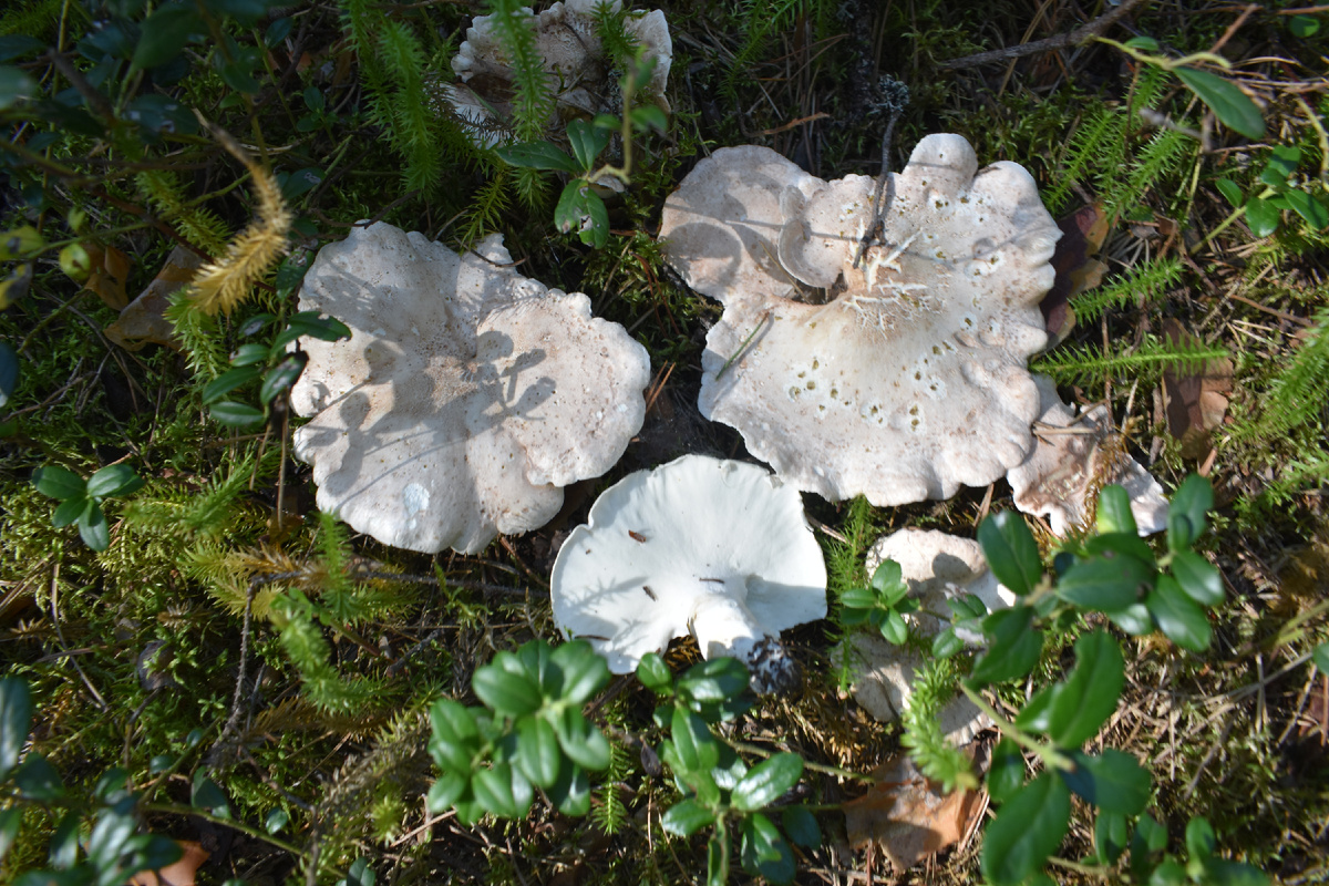 Съедобный или ядовитый гриб? Особенности грибной культуры в разных странах