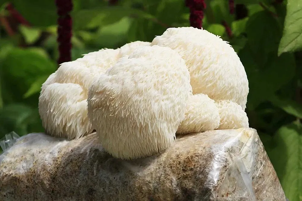 Ежевик гребенчатый &mdash; биология и особенности