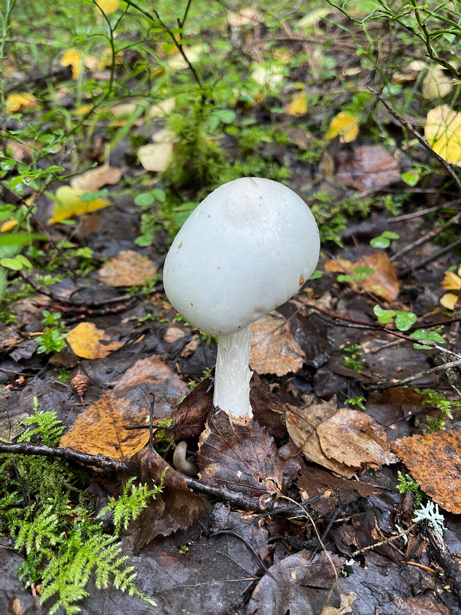 Различные стадии развития красного мухомора - Amanita Muscaria