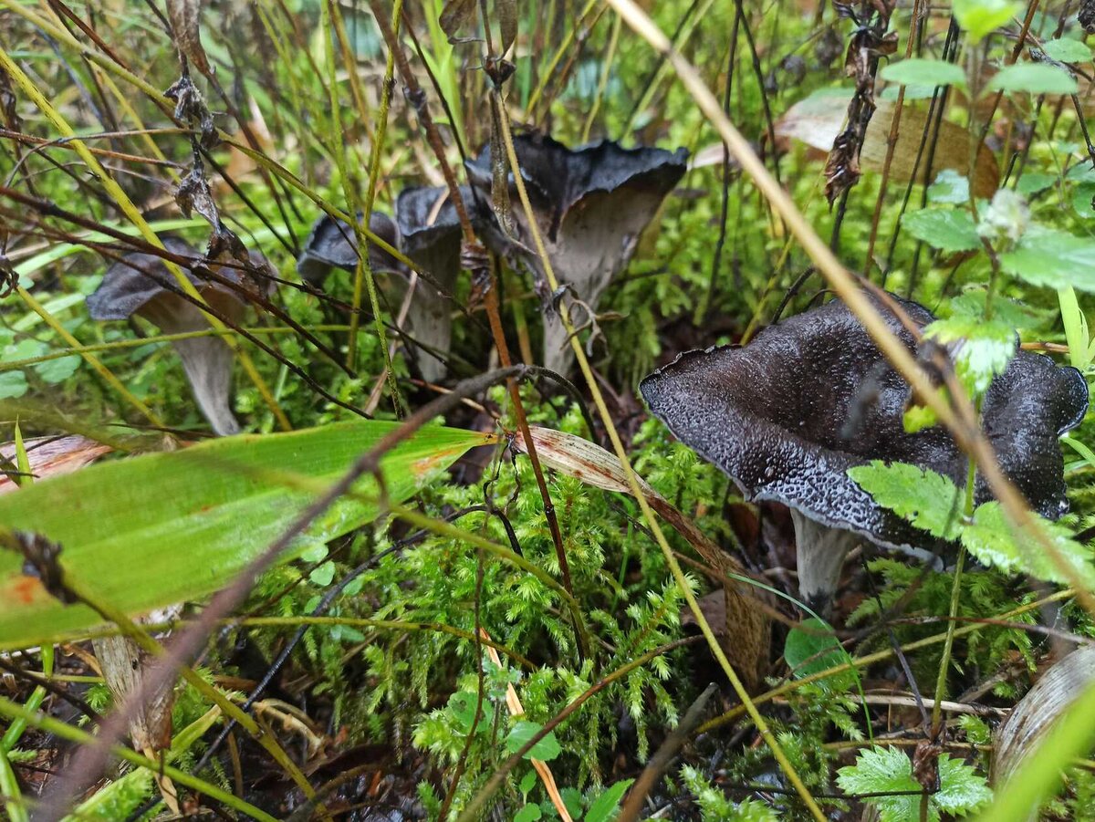 Лисички – не только вкусно, но и полезно!