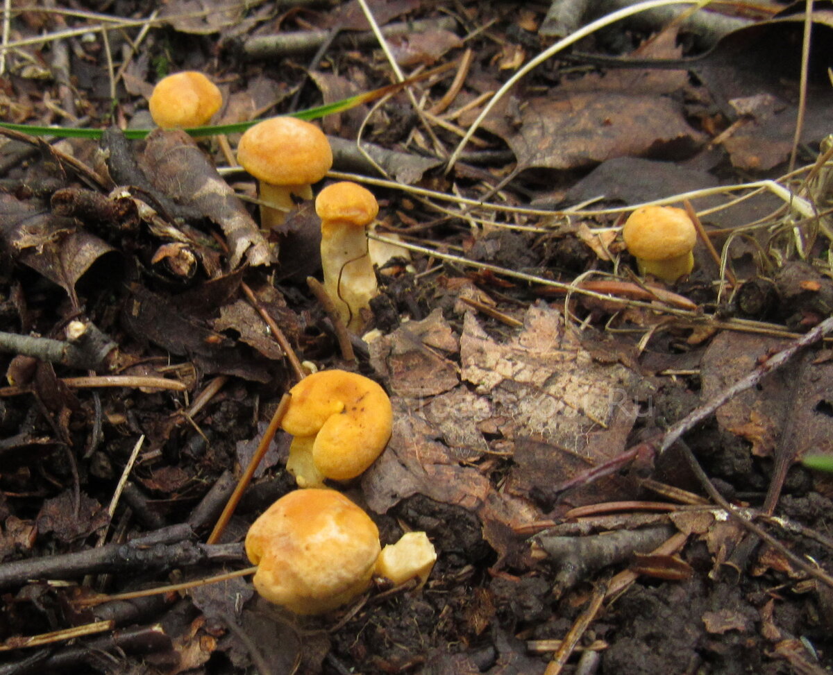 Зерномицелий ежовика гребенчатого