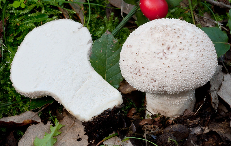 Мухомор королевский  Amanita regalis : фото, описание, свойства