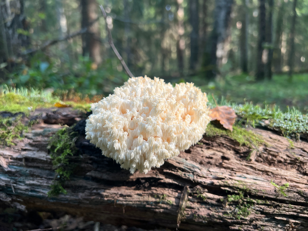 Готовим гриб майтаке