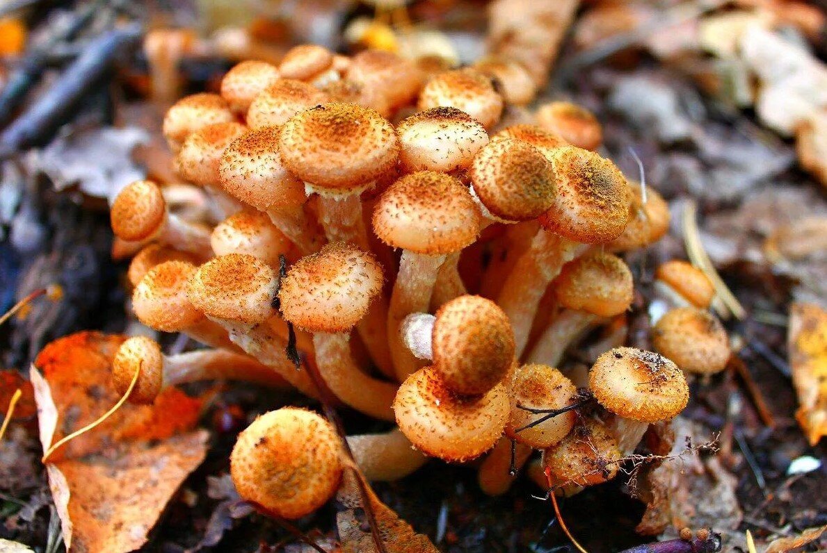 Съедобный или ядовитый гриб? Особенности грибной культуры в разных странах