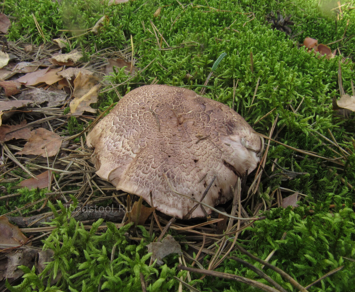 Зерномицелий ежовика гребенчатого