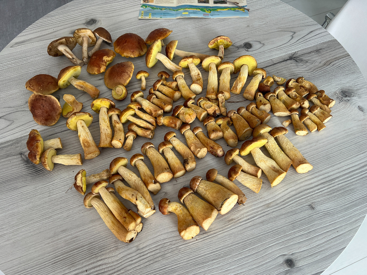 Самые распространенные грибы в мире – самые невкусные?