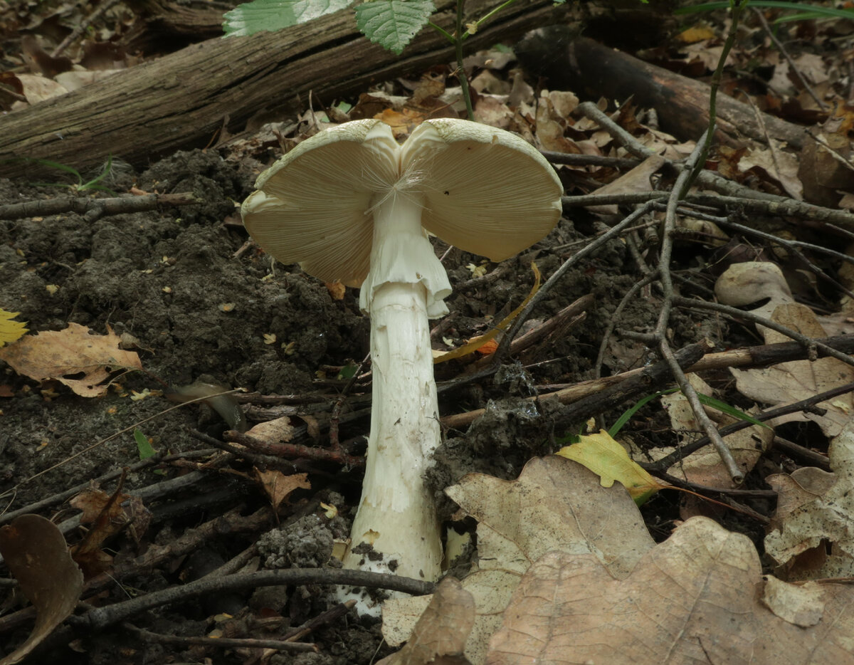 Топ-7 самых необычных грибов