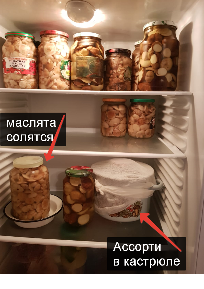 Жарить, варить, солить, сушить... Как и где еще применяют грибы