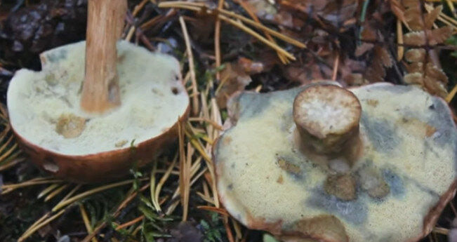 Польский гриб - фото, описание гриба