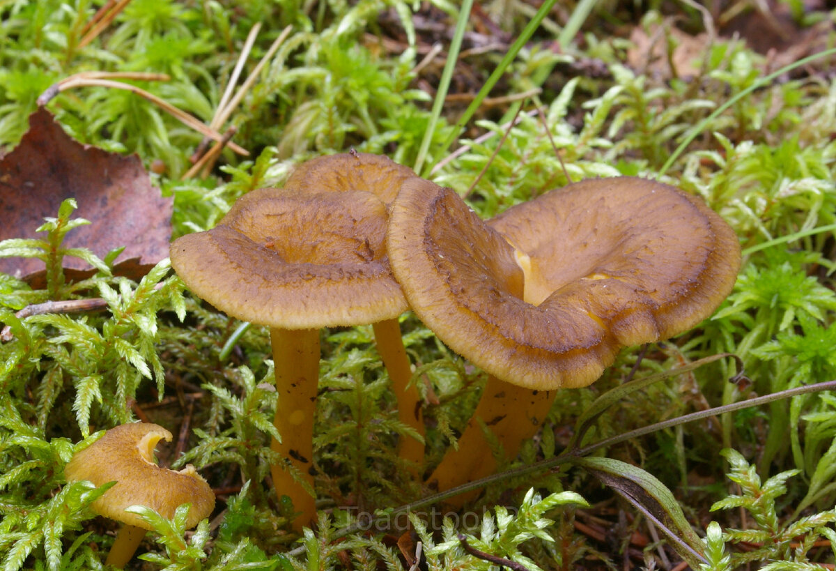 Лисички – не только вкусно, но и полезно!