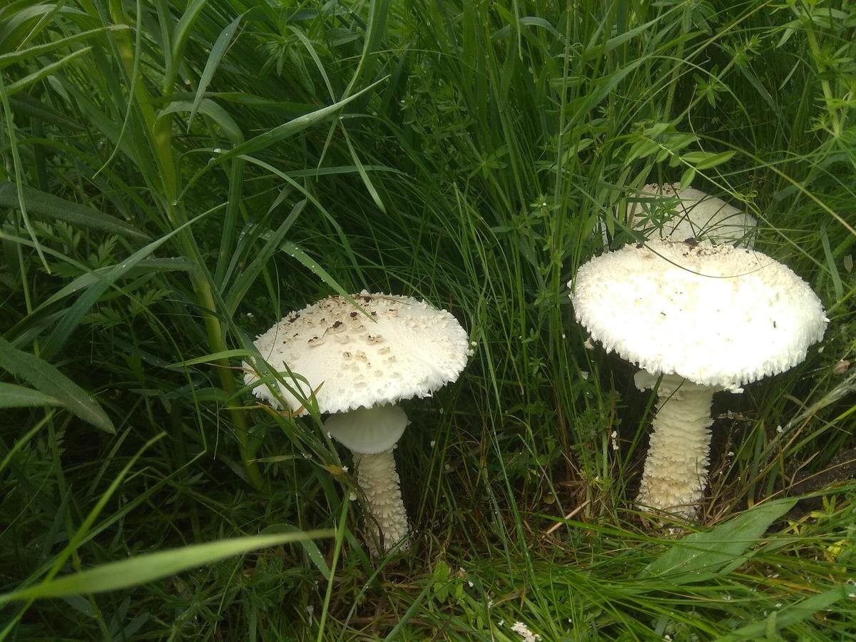 Мухомор не токсичен?! Результаты исследований