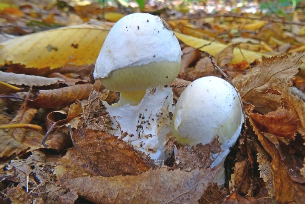 Топ-7 самых необычных грибов