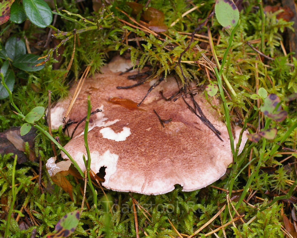 Зерномицелий ежовика гребенчатого