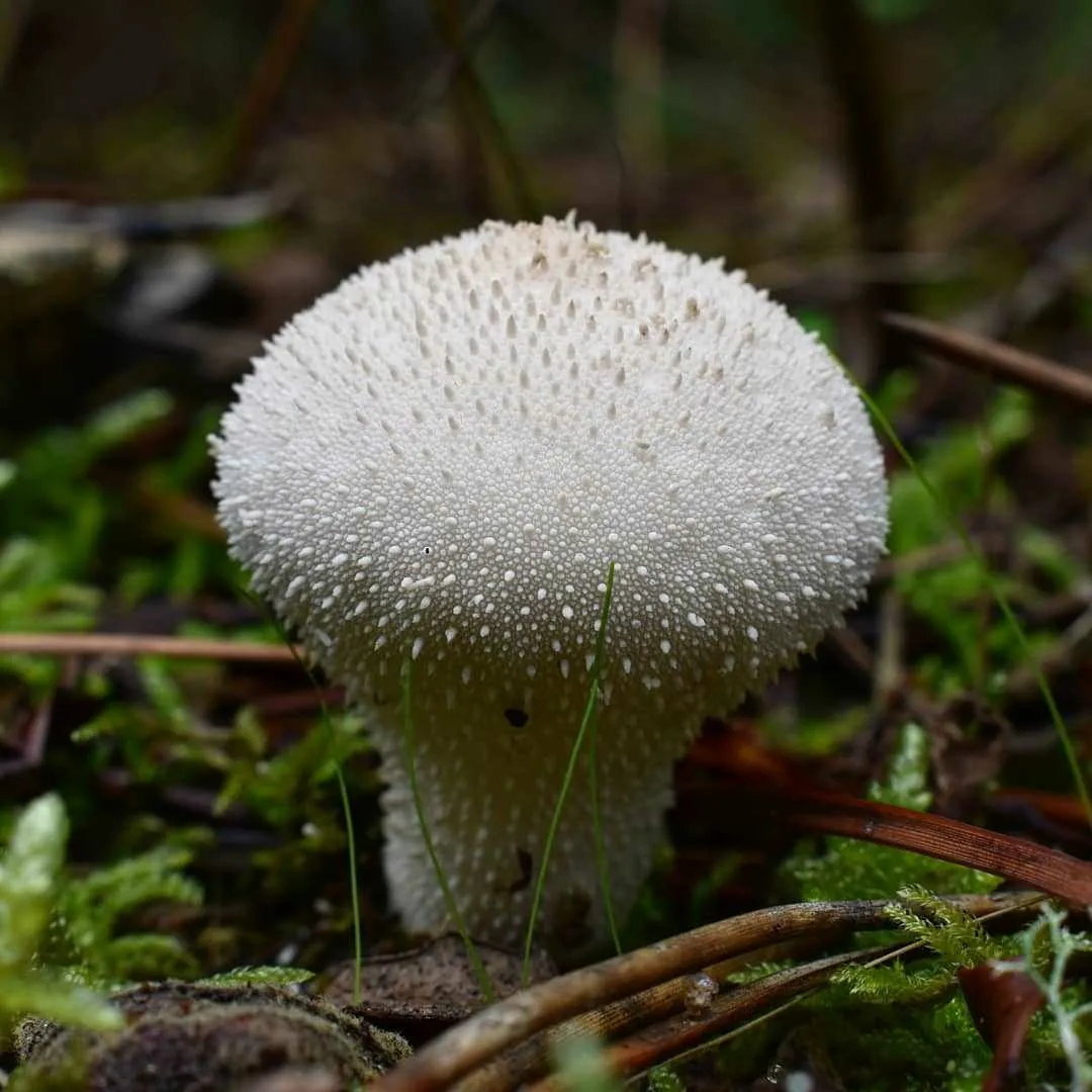 Мухомор королевский  Amanita regalis : фото, описание, свойства