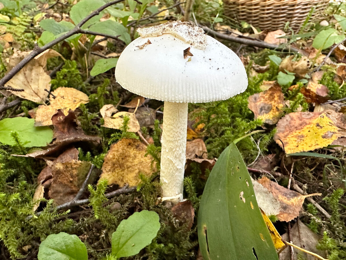 Различные стадии развития красного мухомора - Amanita Muscaria