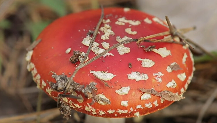 Мухоморы: съедобные и ядовитые, около 600 видов мухоморов по всему миру