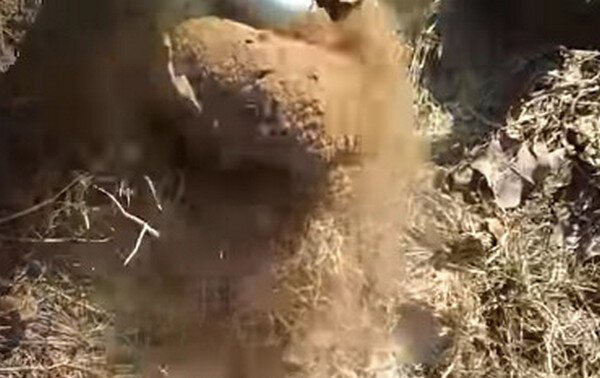 Гриб  Порховка чернеющая , описание, фото