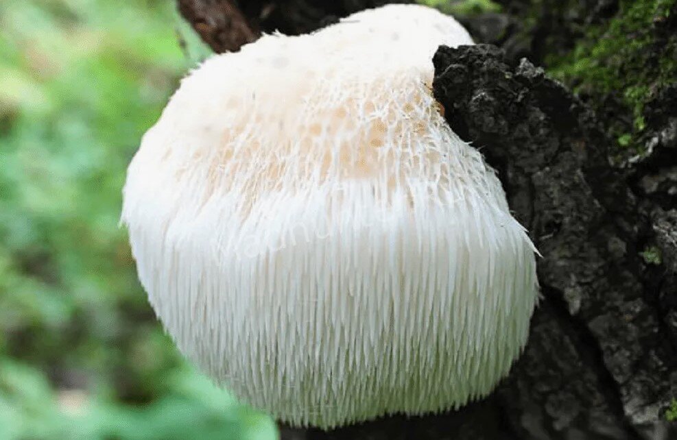 Топ-7 самых необычных грибов