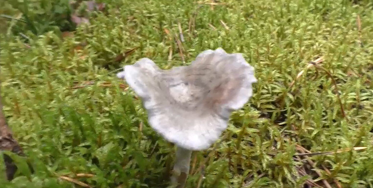 Лисичка Горбатая: фото и описание гриба