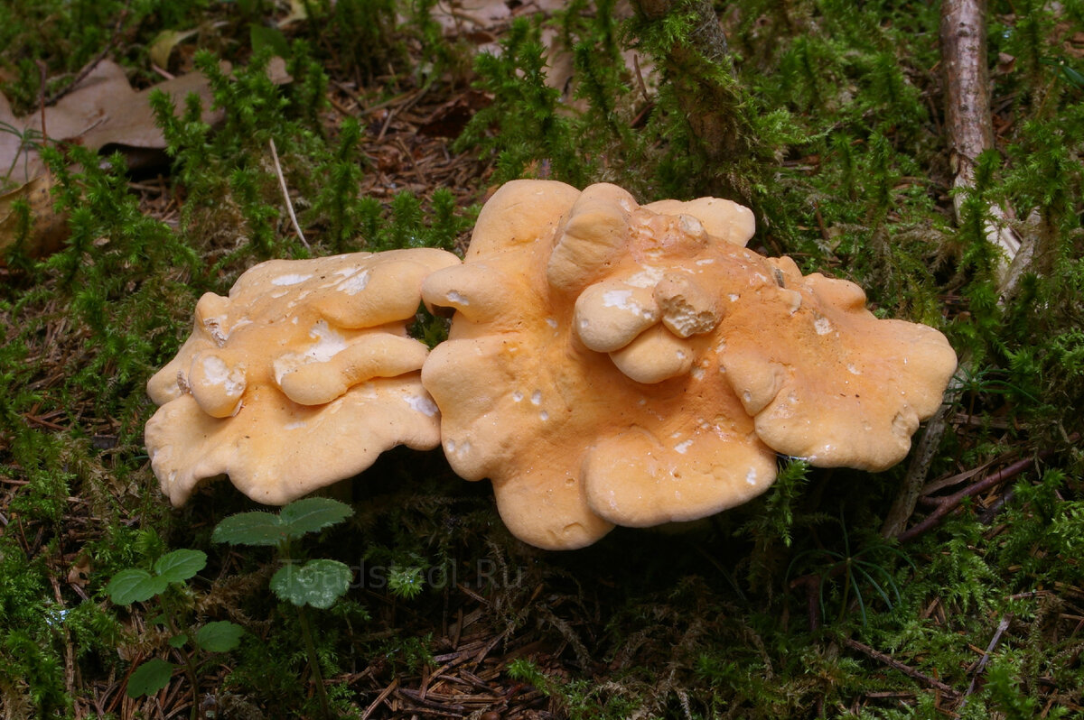 Зерномицелий ежовика гребенчатого