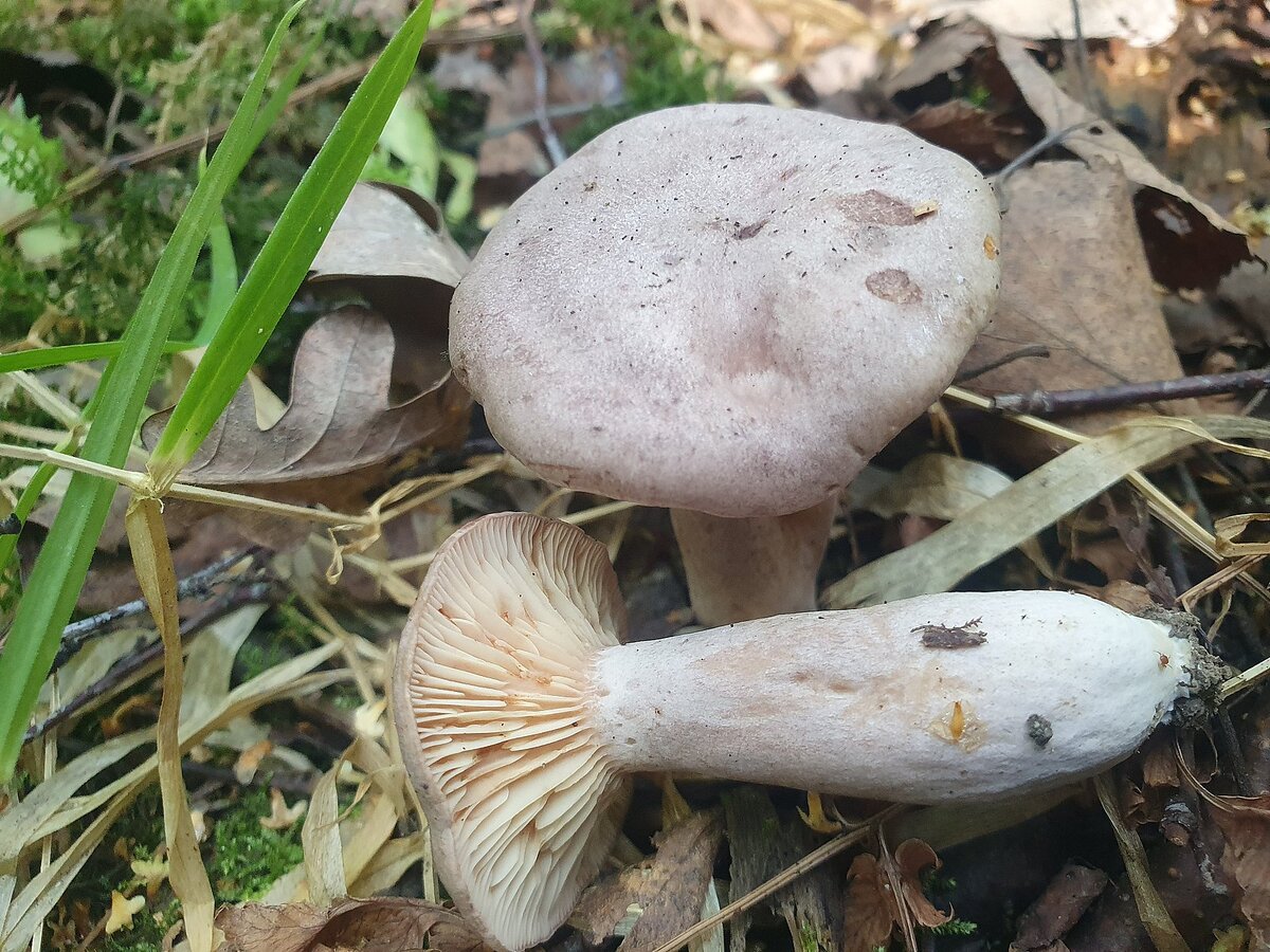 Топ-5 самых вкусных и популярных грибов для домашней кухни