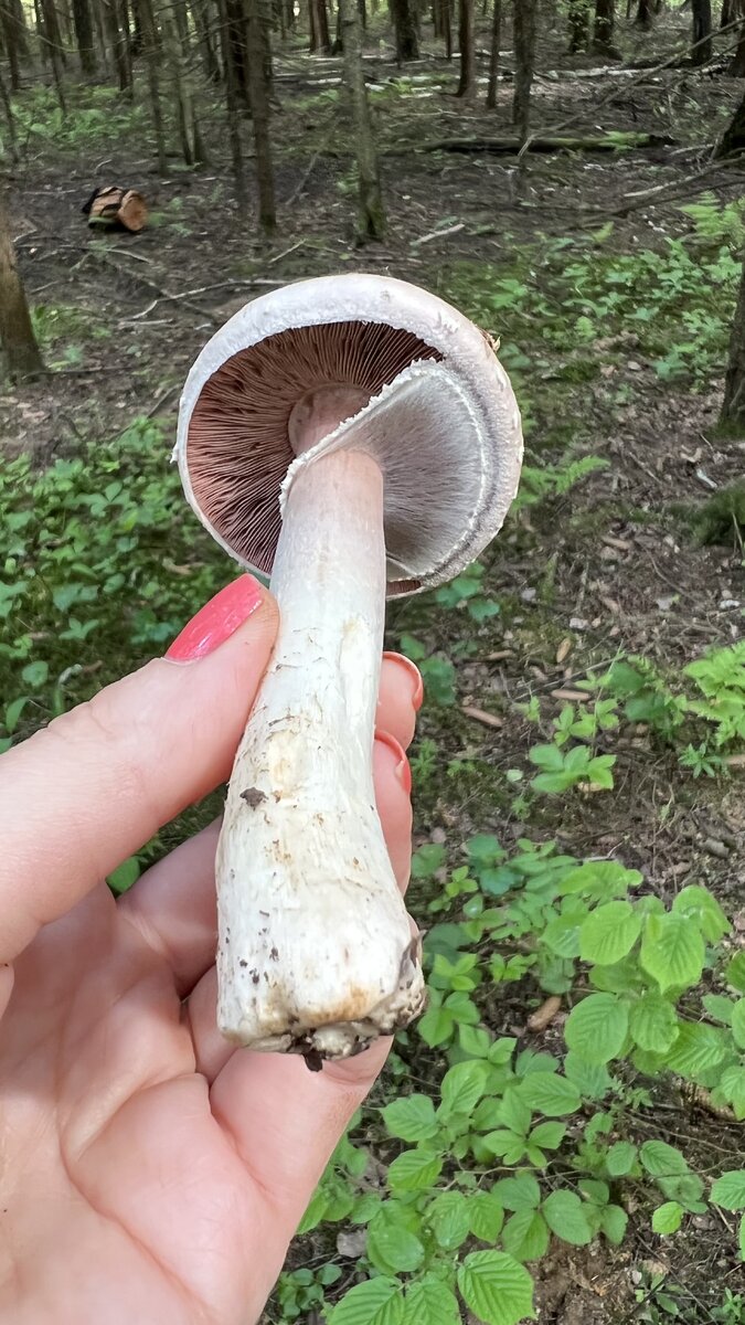 Различные стадии развития красного мухомора - Amanita Muscaria