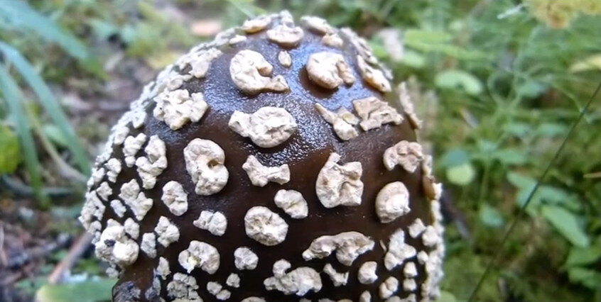 Мухомор королевский  Amanita regalis : фото, описание, свойства