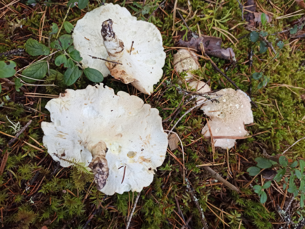 Съедобный или ядовитый гриб? Особенности грибной культуры в разных странах