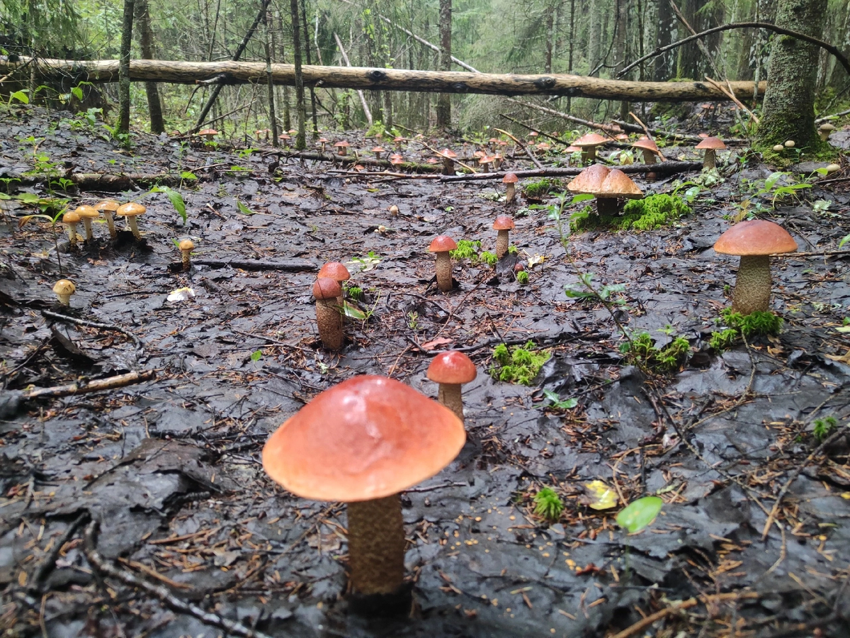 Грибы-хищники – на кого охотятся такие безобидные создания