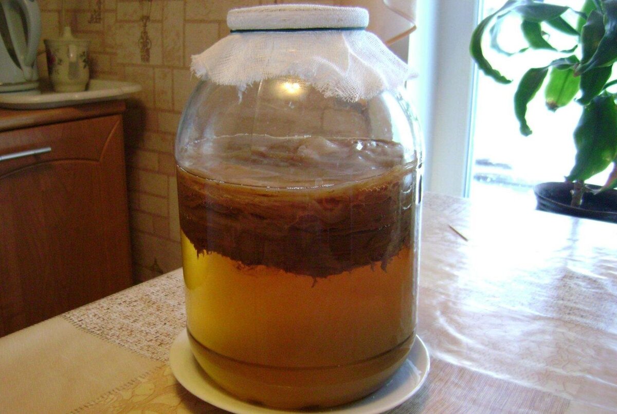 Как правильно собирать и сушить чагу