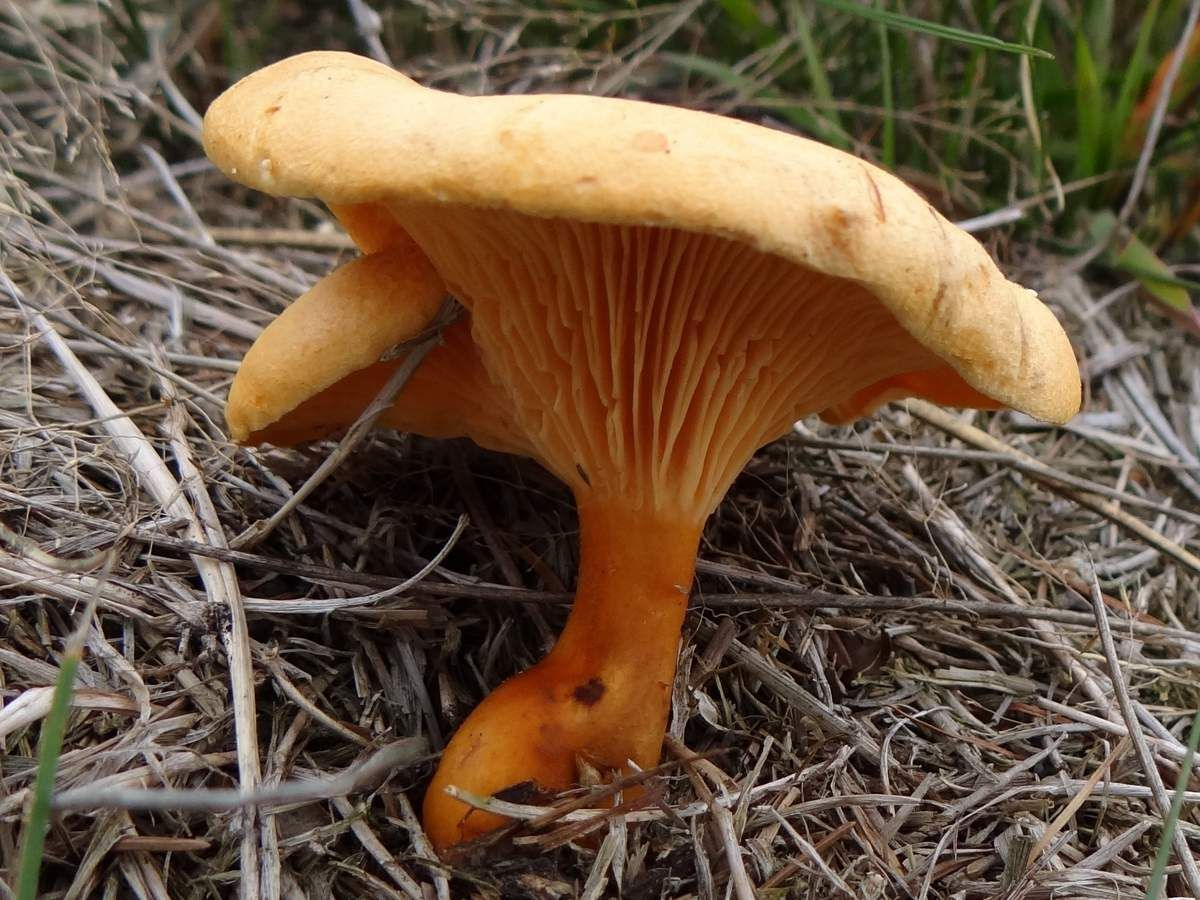 3 гриба, полезных для желудка