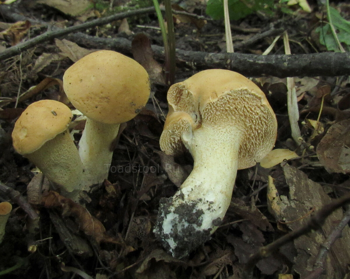 Зерномицелий ежовика гребенчатого