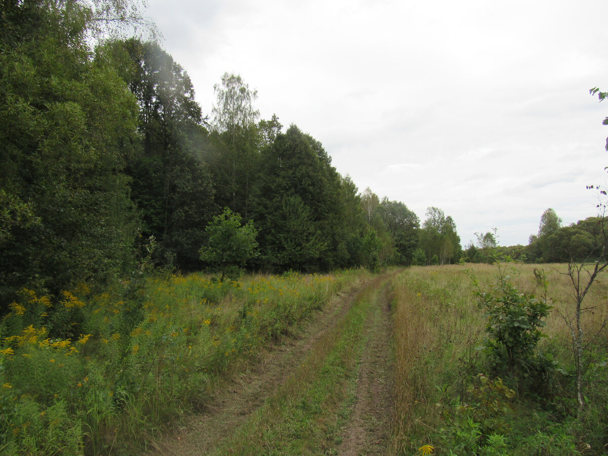Лисички – не только вкусно, но и полезно!