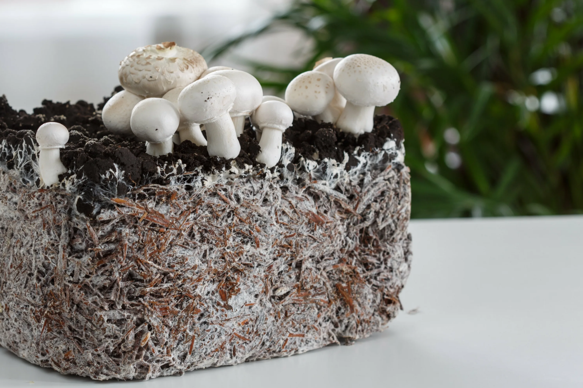 Мицелий простыми словами