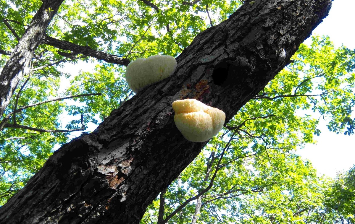 Готовим гриб майтаке