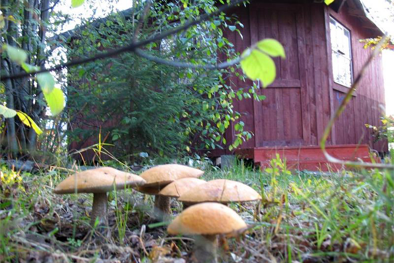 Грибы и дача: важные факты из мира грибов