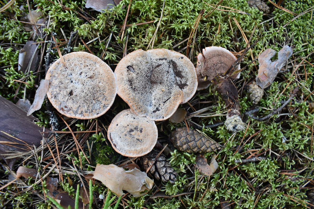 Съедобный или ядовитый гриб? Особенности грибной культуры в разных странах