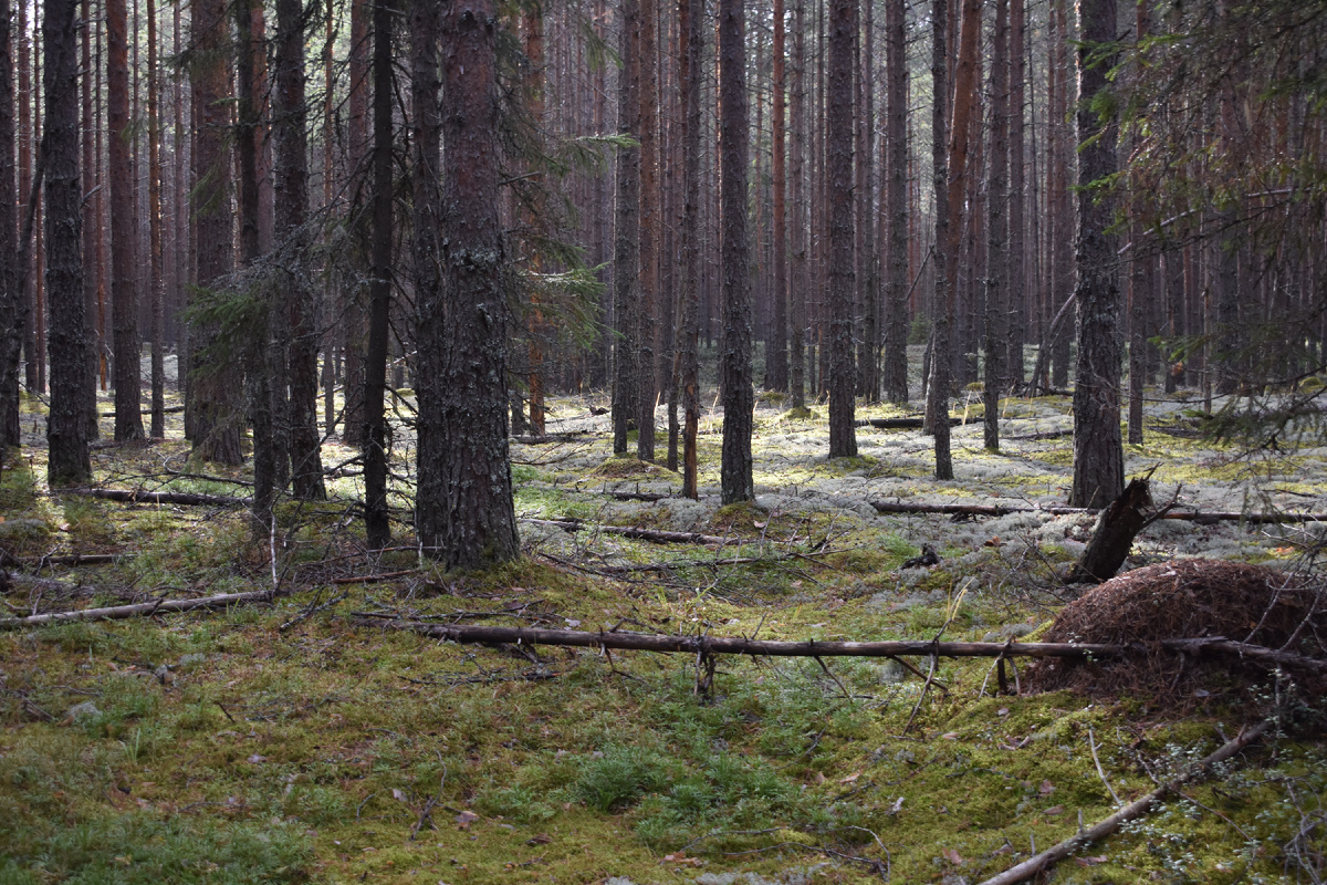 Съедобный или ядовитый гриб? Особенности грибной культуры в разных странах