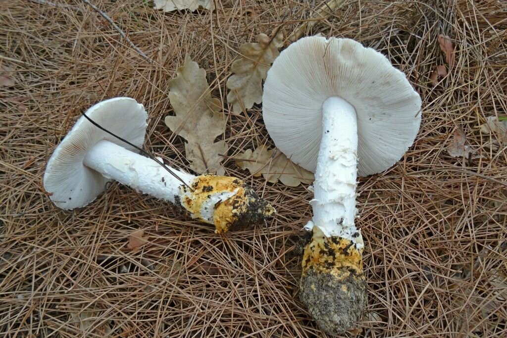 Топ-7 самых необычных грибов