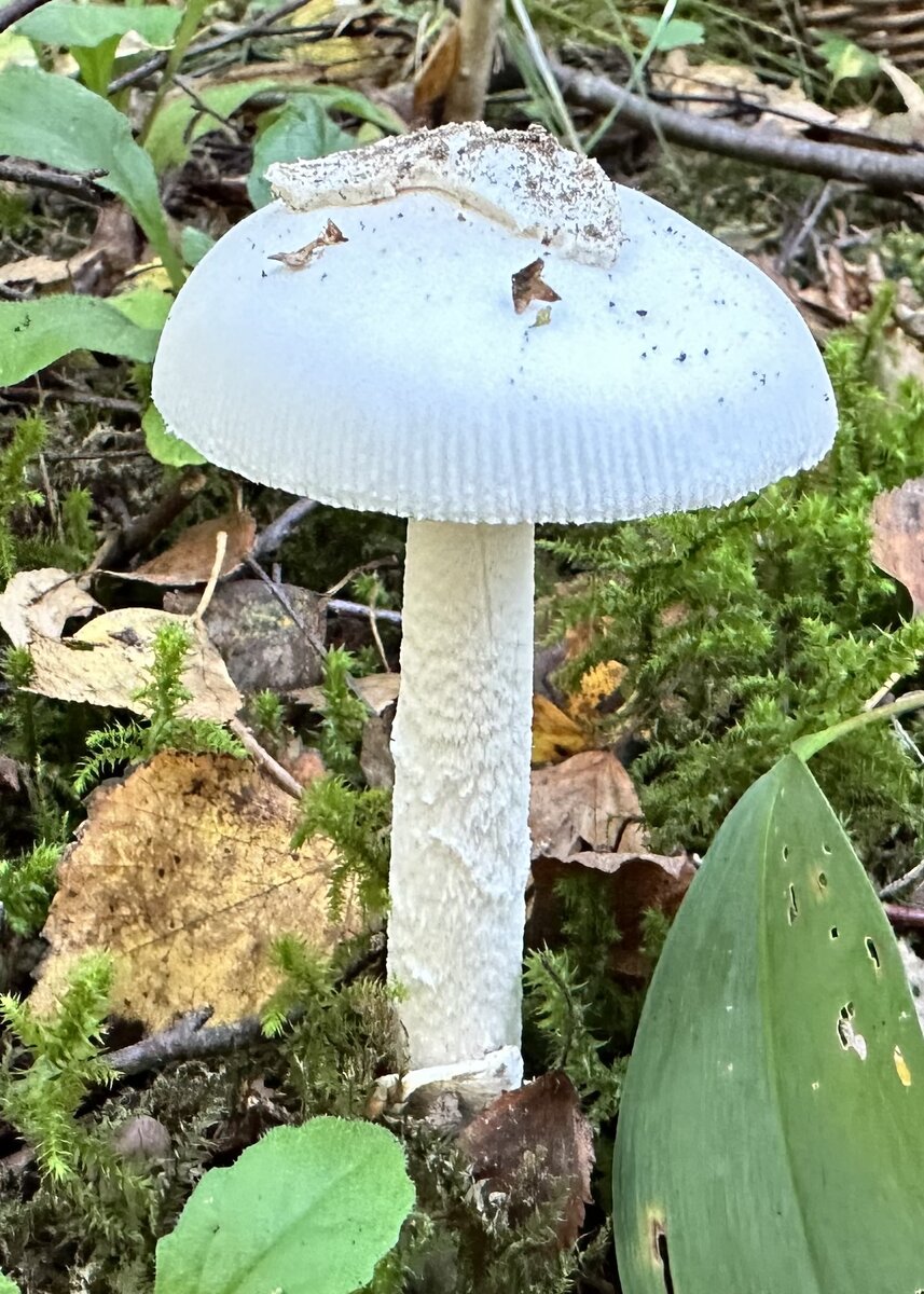 Различные стадии развития красного мухомора - Amanita Muscaria