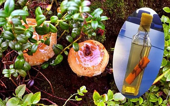 Как правильно собирать и сушить чагу