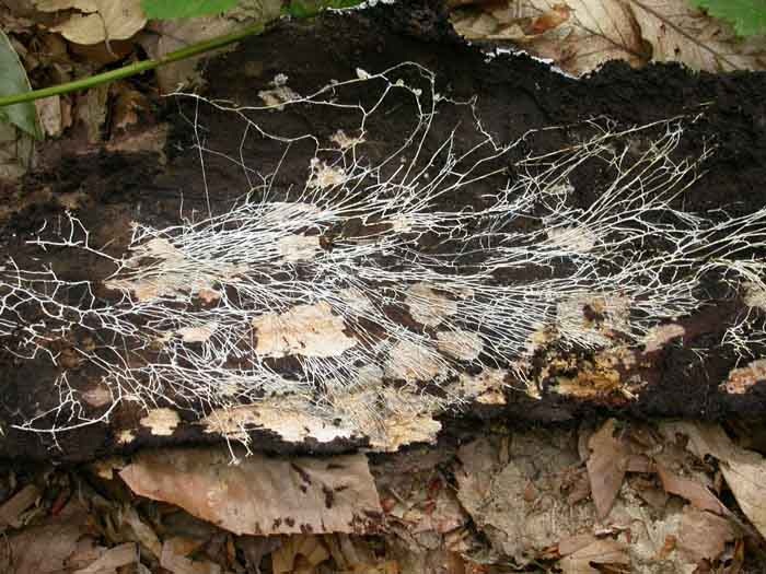 Грибы в космосе – зачем это нужно?