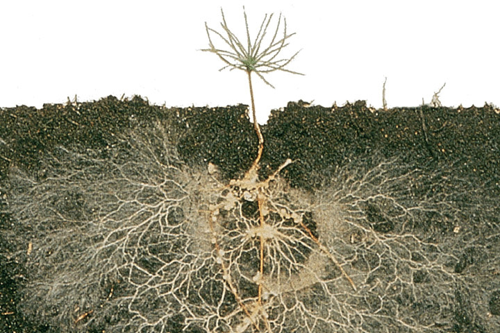 Что такое микориза простыми словами ?