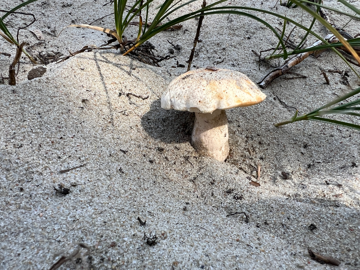 Самые распространенные грибы в мире – самые невкусные?