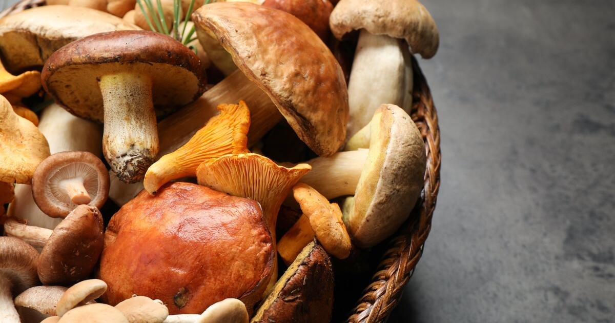 Грибы и дача: важные факты из мира грибов