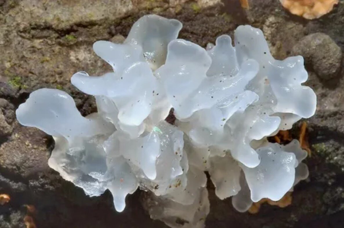 Топ-7 самых необычных грибов