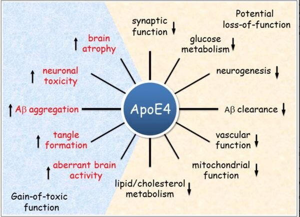 Ген Альцгеймера. Как не допустить развития деменции?