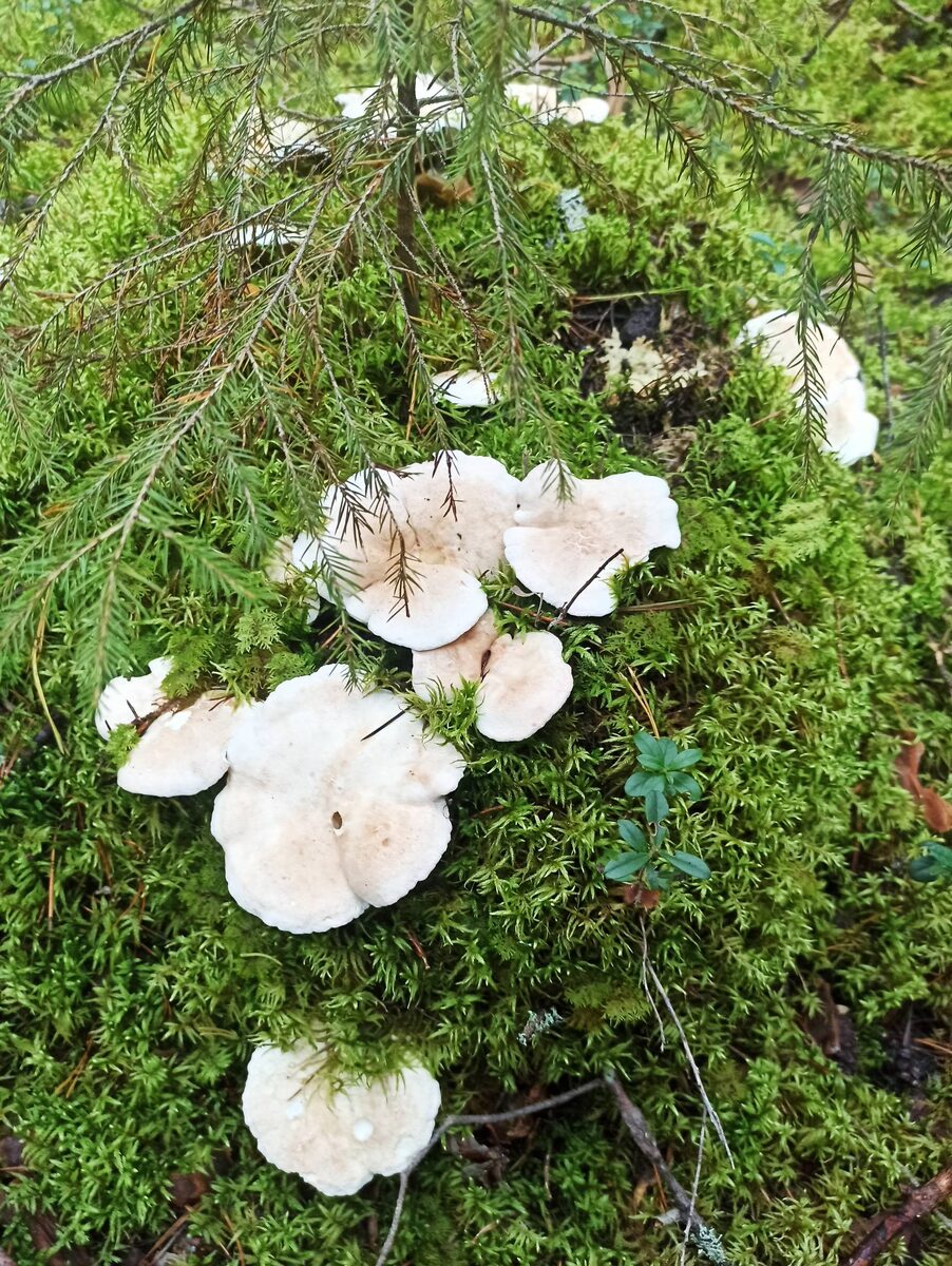 Съедобный или ядовитый гриб? Особенности грибной культуры в разных странах