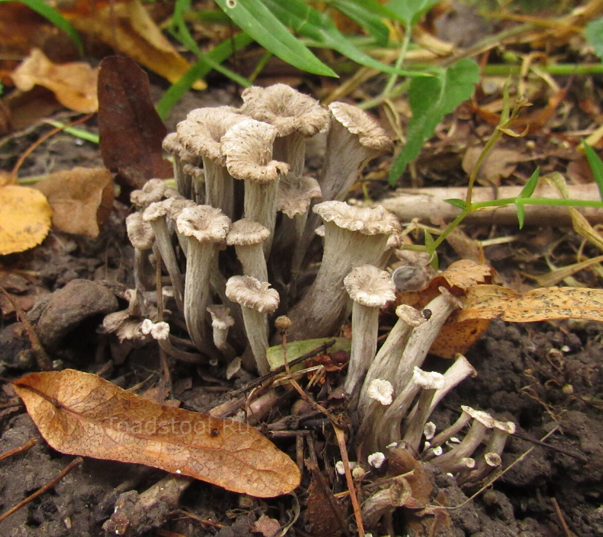 Лисички – не только вкусно, но и полезно!