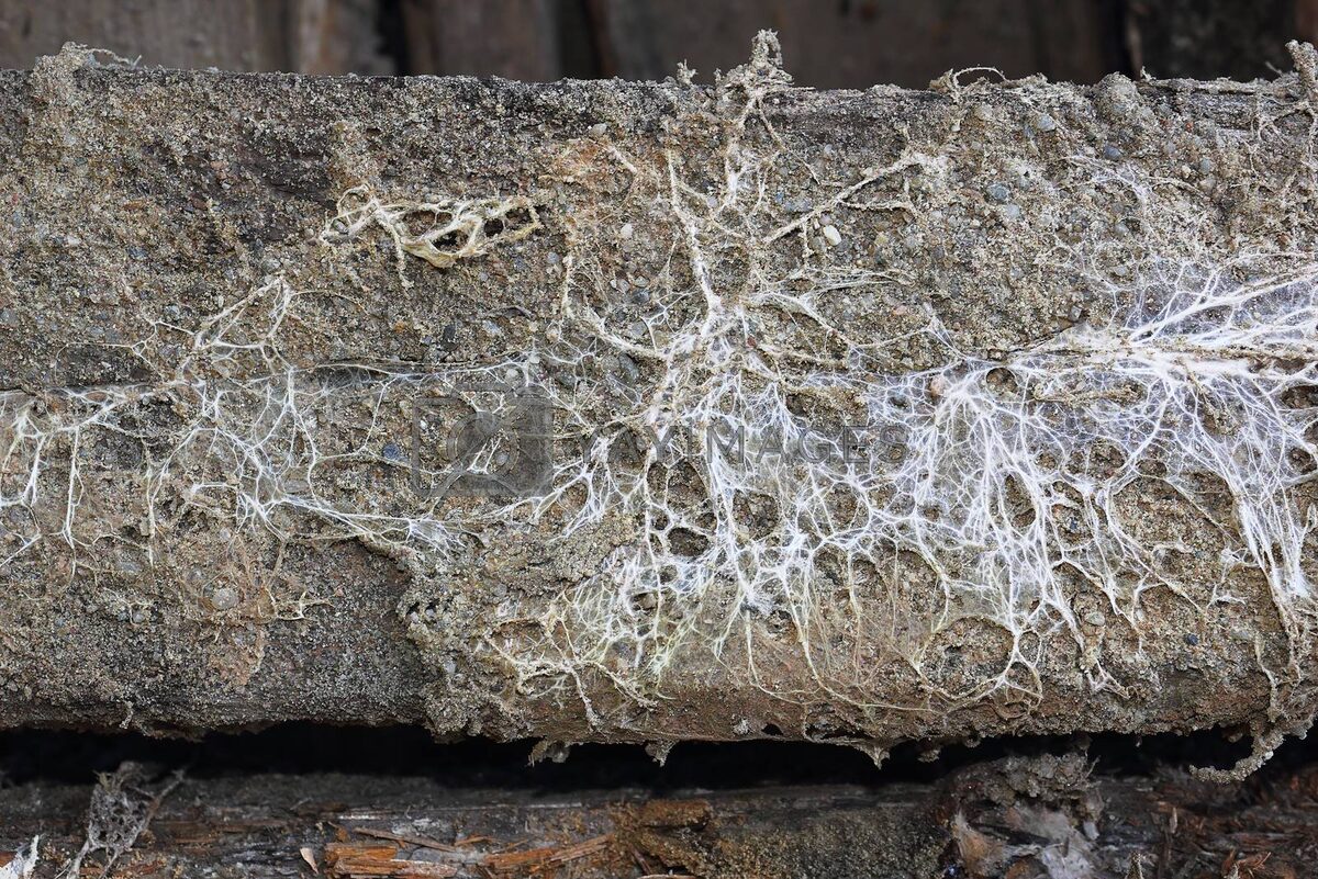 Грибы в космосе – зачем это нужно?